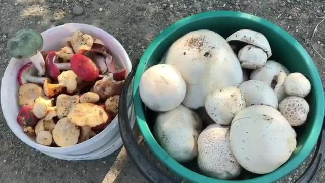 Numărul românilor care se intoxică cu ciuperci crește alarmant. Avertismentul medicilor