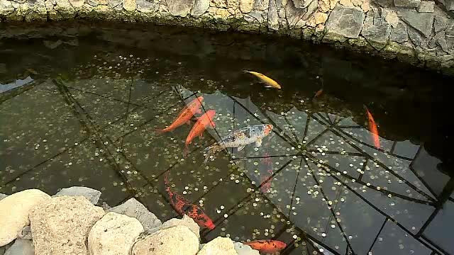 Bazinul de la Delfinariu, plin cu monede. Turiștii își pun dorințe, iar peștii sunt puși în pericol