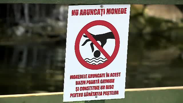 Bazinul peştilor exotici de la Delfinariu, umplut cu monede de turişti. Angajaţii &icirc;ncearcă să-i convingă că aduce ghinion