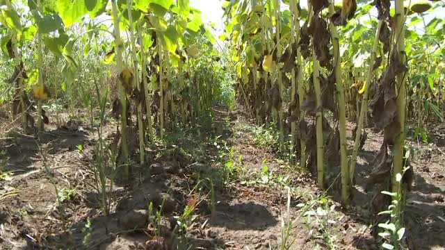Noi scumpiri la alimente din cauza vremii. Tone de culturi au ajuns deja la gunoi