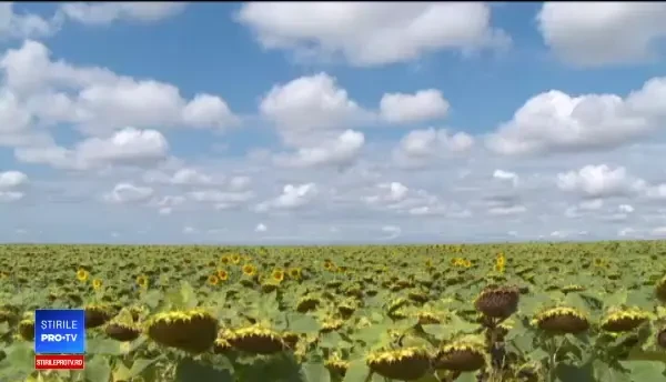 Vremea instabilă ar putea duce la scumpirea alimentelor: