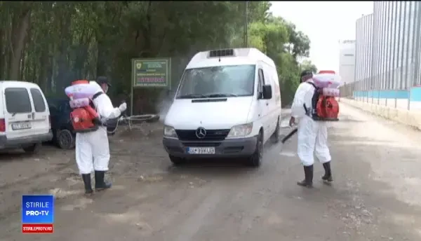 Măsuri împotriva pestei porcine africane. Mii de animale incinerate și gard la graniță