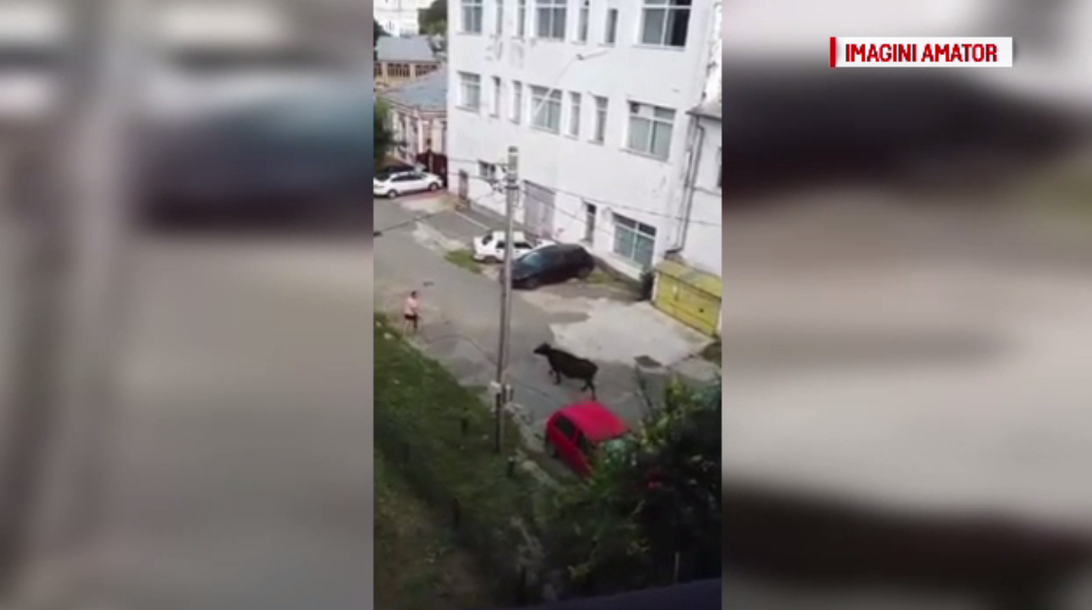 O vacă dezlegată a creat panică pe străzile din Brăila. Amenda primită de proprietarul animalului