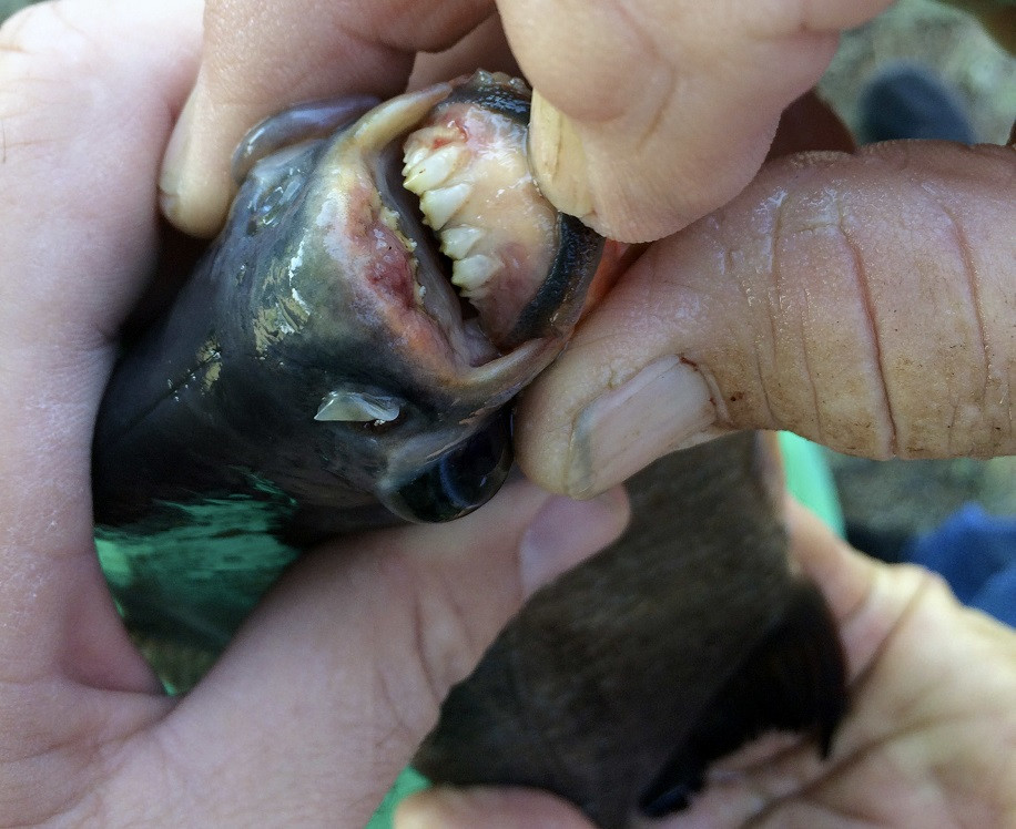 Monstrul prins de o fetiţă de 11 ani, la pescuit. "Avea dinţi de om"