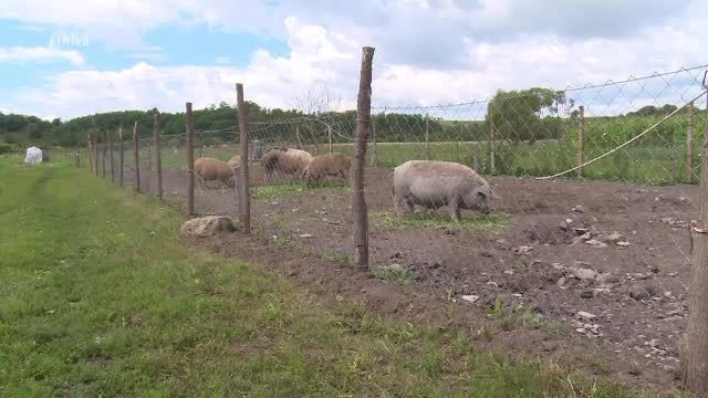 Pesta porcină se extinde în afara Europei. Peste 38.000 de porci, sacrificați