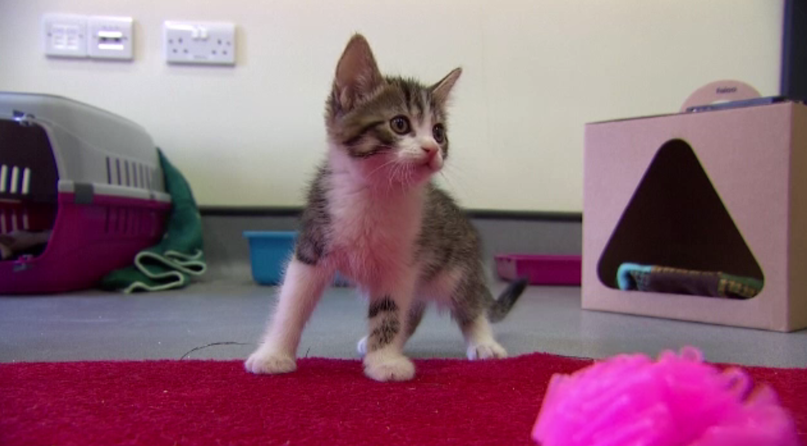 Cum poate determina un parazit prezent în fecalele pisicilor comportamentul uman