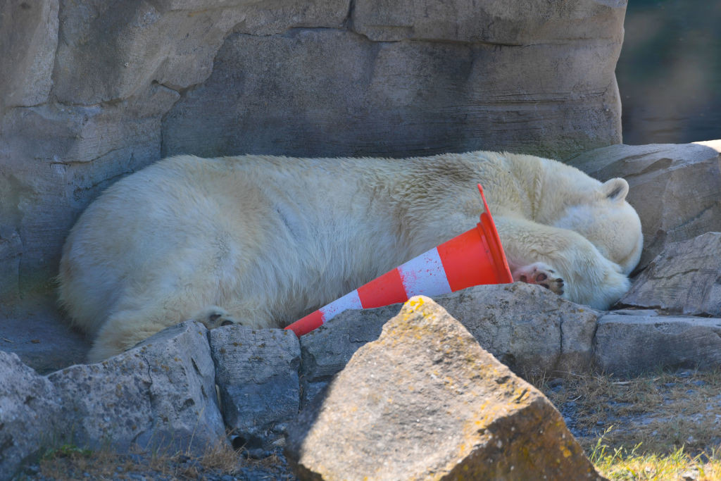 Urs polar împușcat mortal, după ce a atacat un paznic