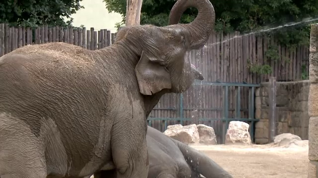 Dușuri reci pentru animalele de la zoo, afectate de căldură
