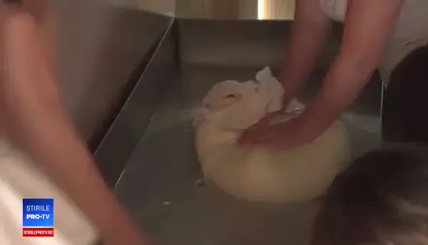 Copii duși de părinți la stână, să se bucure de natură: „Miroase ca la țară”