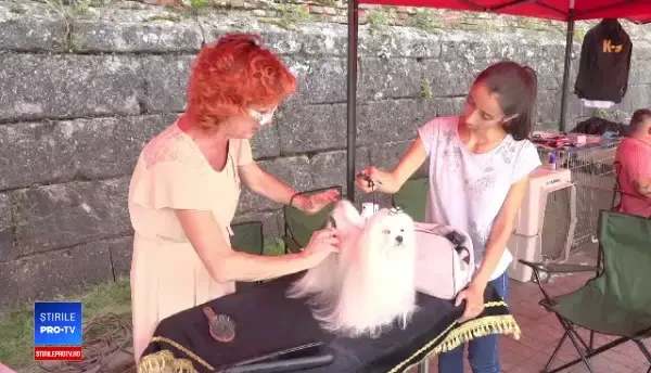 Peste 1.000 de căței au defilat, la un concurs de frumusețe organizat la Alba Iulia