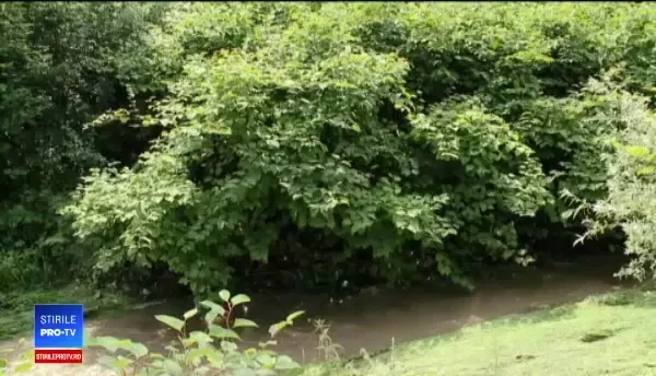 Cea mai periculoasă plantă invazivă crește fără probleme în România și se răspândește cu viteză