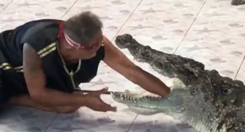 De la distracție, la groază. Momentul în care un îngrijitor pune mâna în gura unui crocodil. VIDEO