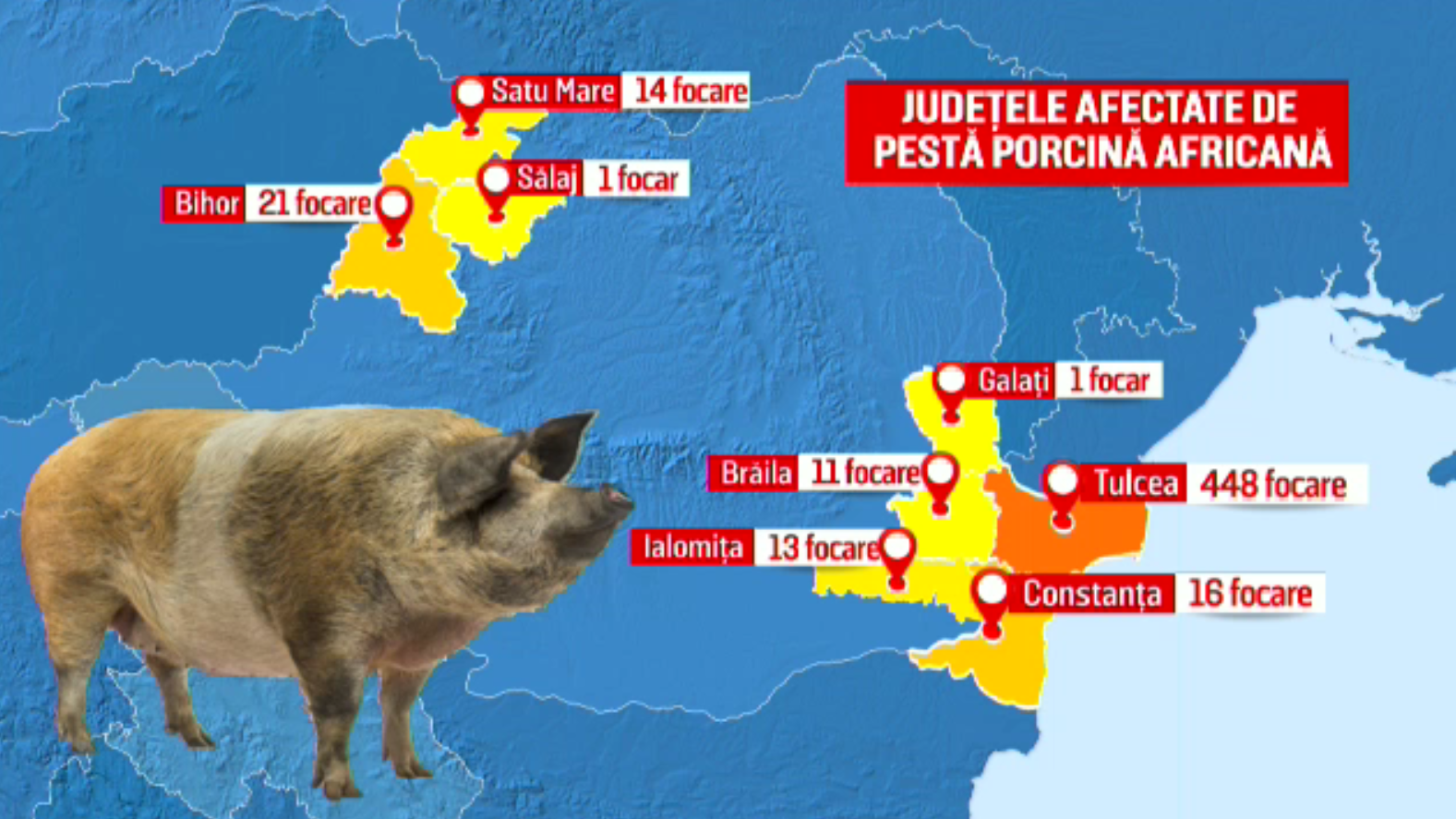 Alertă națională din cauza pestei porcine. Numărul animalelor afectate crește de la o zi la alta