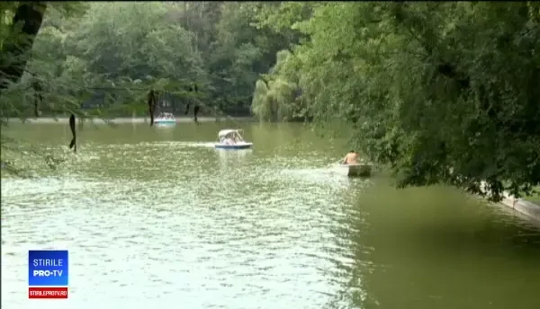 Scandal între Primaria Capitalei și firmele de dezinsecție, în timp ce bucureștenii sunt ciuruiți de țânțari