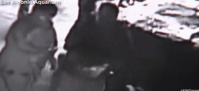 3 bărbați au încercat să fure un rechin cu un cărucior de copii. Poliția a crezut că e o farsă