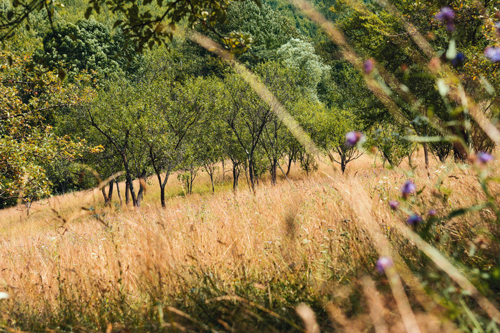 Un bărbat din Sălaj a murit în timp ce culegea mere. Ce insectă l-a ucis