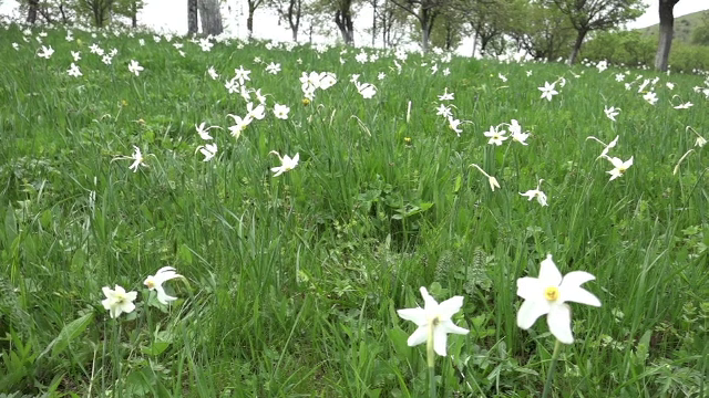 Avertismentul ONG-urilor de mediu: Pădurile ar putea fi parcelate şi transformate în cartiere de lux