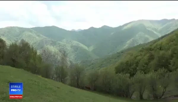 Avertismentul ONG-urilor de mediu: Pădurile ar putea fi parcelate şi transformate în cartiere de lux