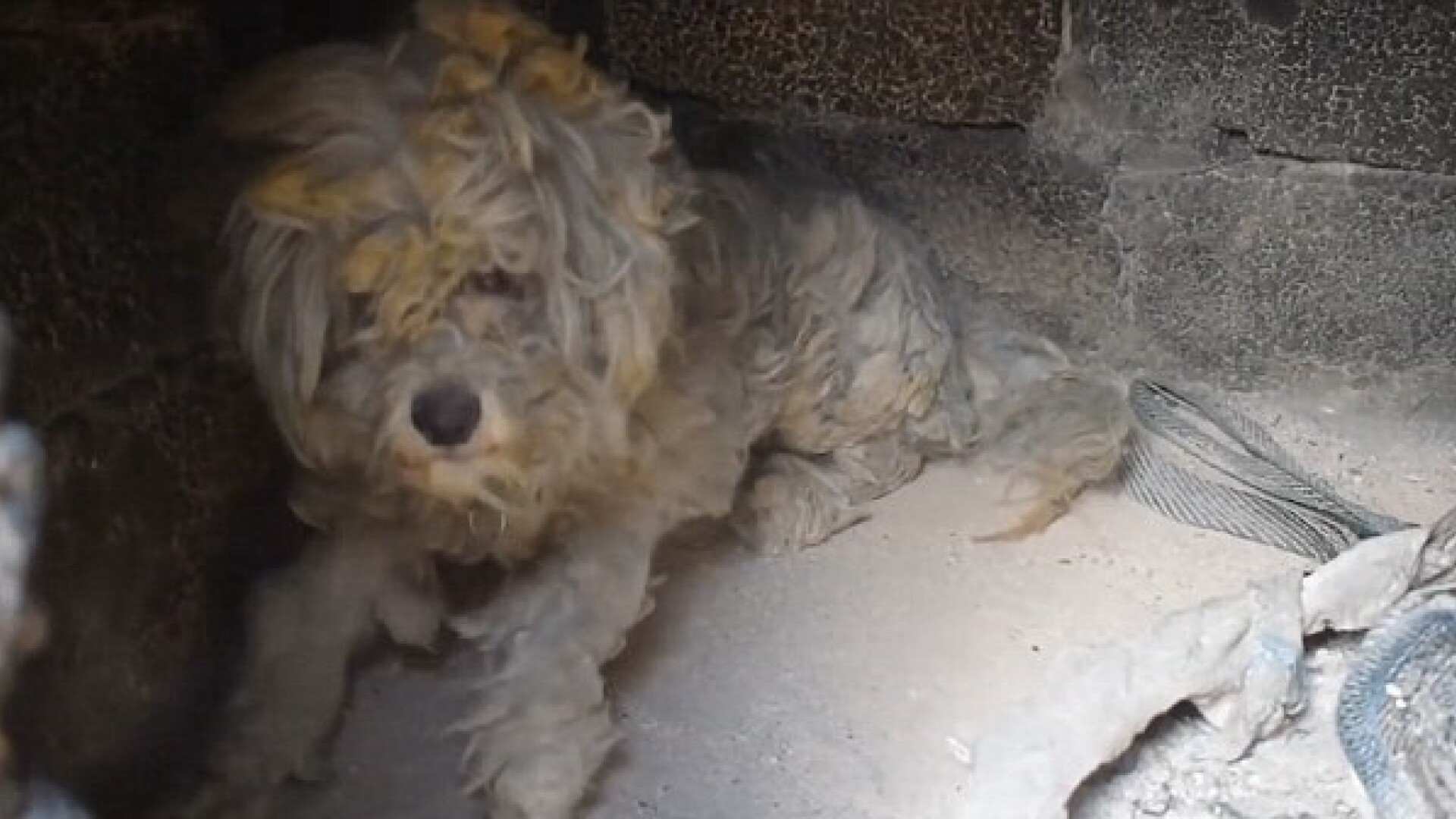 Momentul în care un cățel a fost salvat din cuptor, dintr-o casă distrusă de incendiile din Grecia. VIDEO