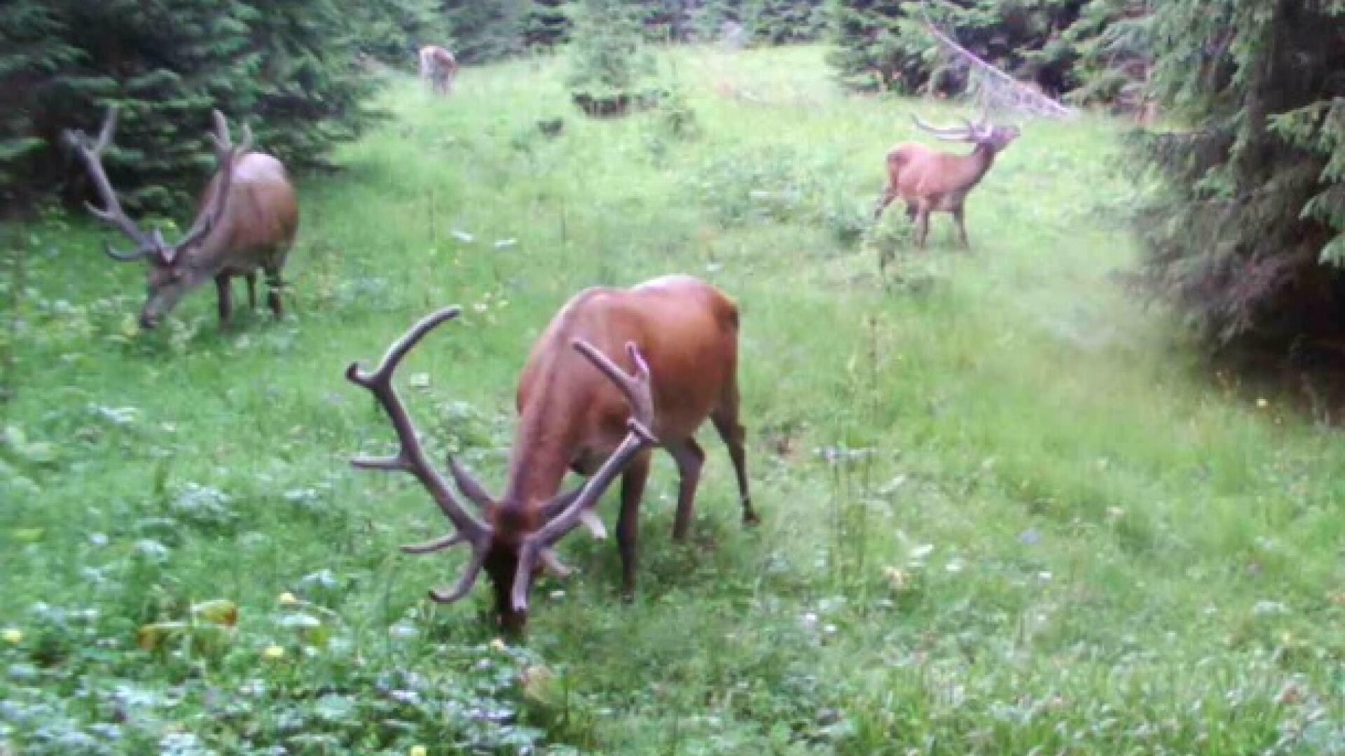 Imagini spectaculoase surprinse în Parcul Natural Apuseni. VIDEO
