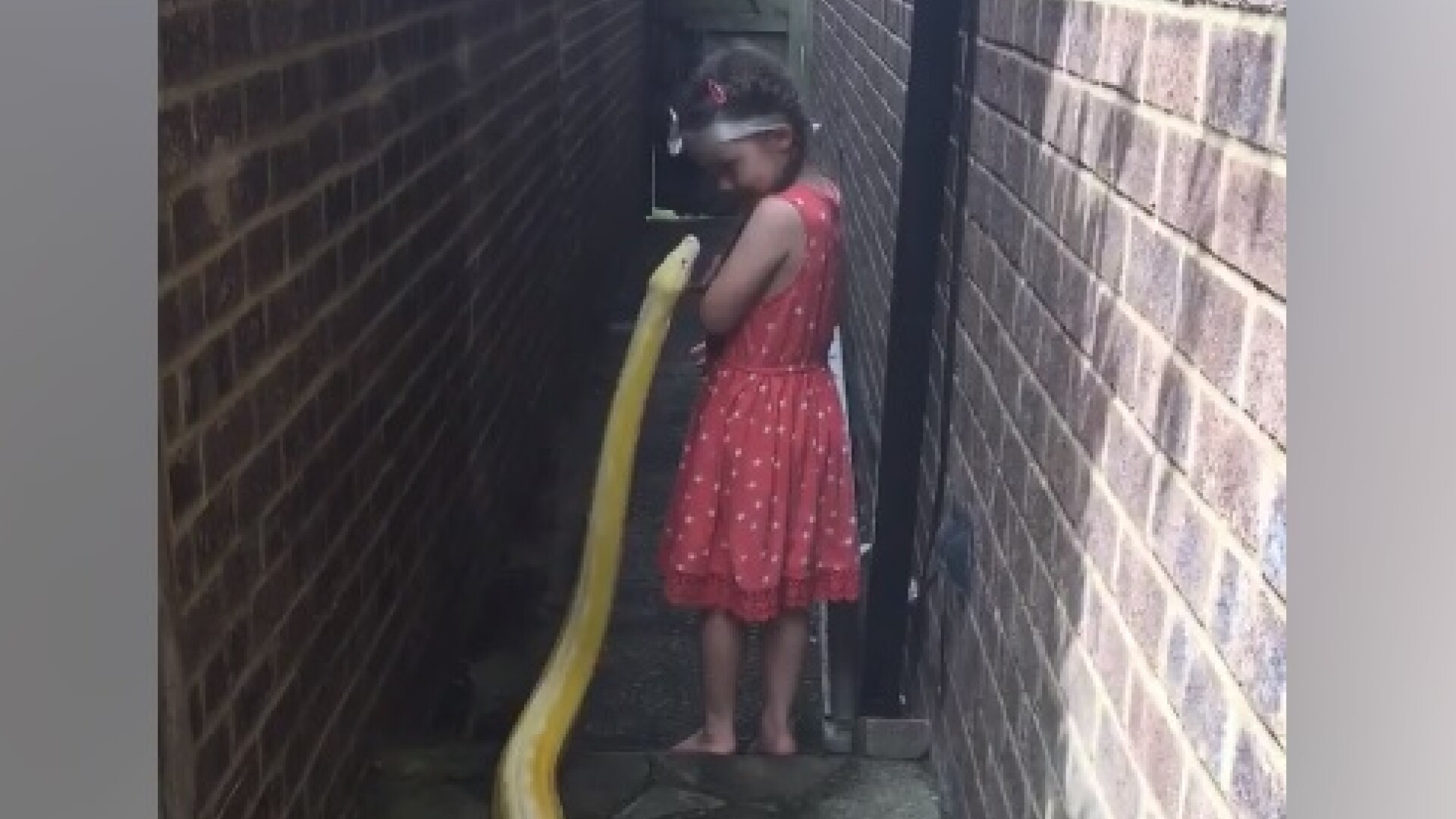 Înregistrare virală. O fetiță se joacă cu un piton gigant de 4 metri. VIDEO