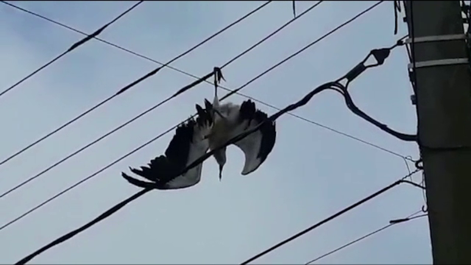 Operațiune de salvare a unui pui de barză prins între cablurile electrice. Alarma, dată de un copil