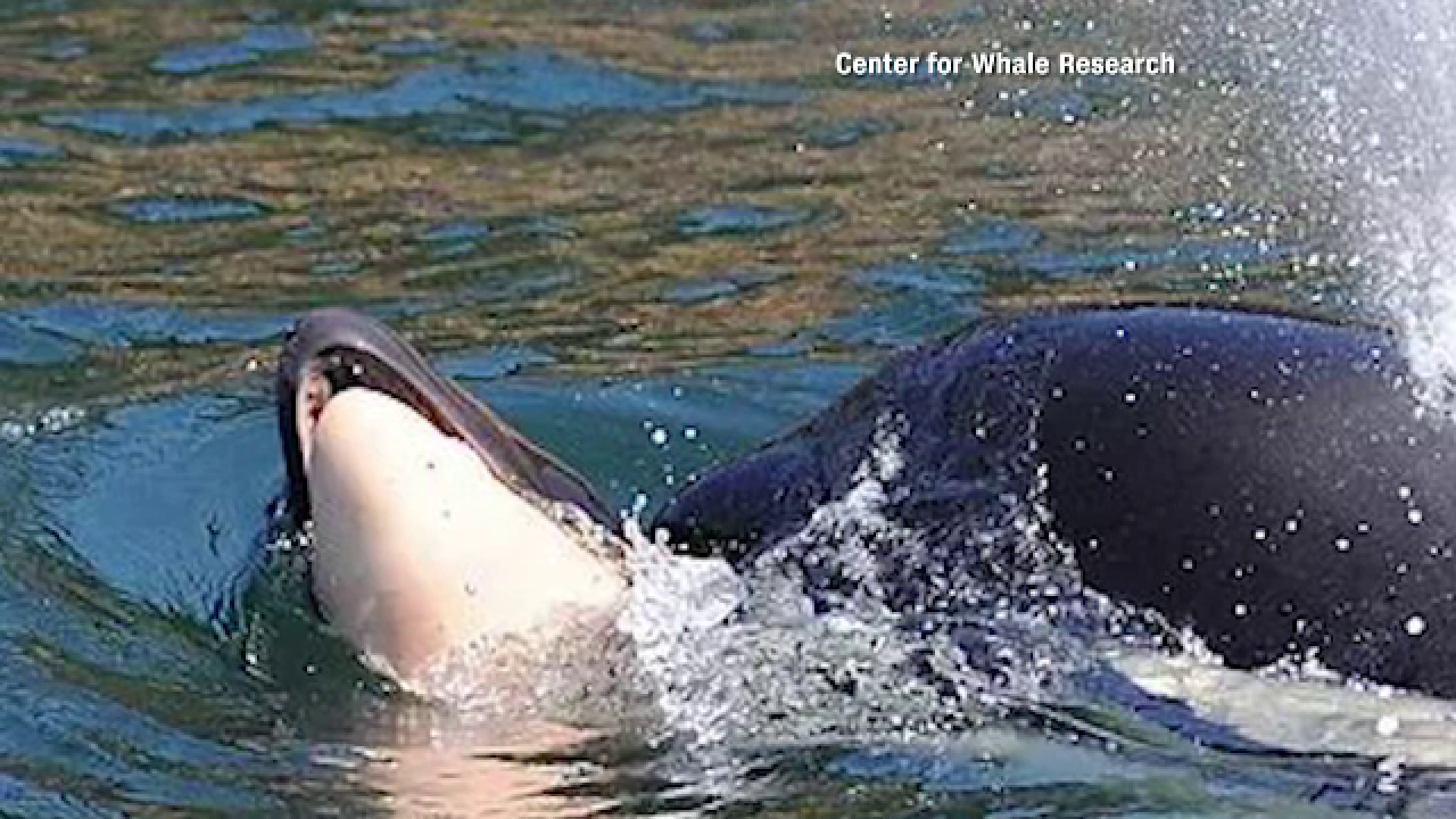 Imaginea care a stârnit emoție în toată lumea. O orcă își poartă în larg puiul mort