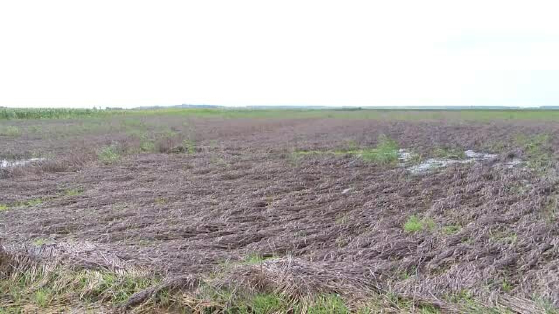 Pagube uriașe după ploile torențiale. Mii de hectare s-au transformat în mlaștini