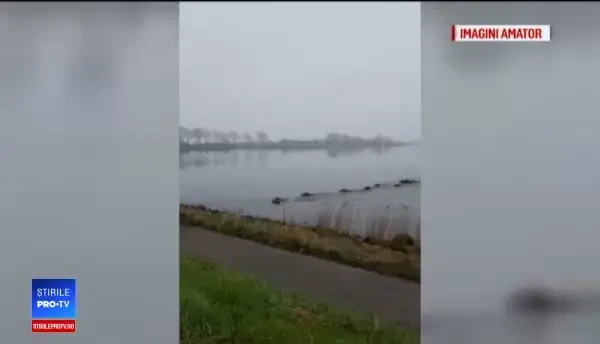 Viteza cu care mistreții răspândesc virusul pestei porcine. 'Situația e catastrofală