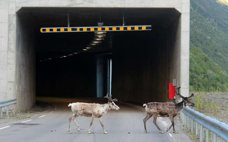 Caniculă în Arctica. Renii au invadat tunelurile rutiere din Norvegia