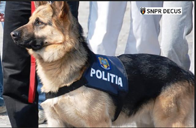 Un poliţist trebuie să plătească peste 10.000 de lei pentru moartea câinelui de serviciu