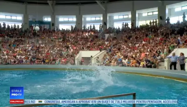 Vedetele Delfinariului din Constanța i-au încântat pe turiști cu un spectacol de acrobații