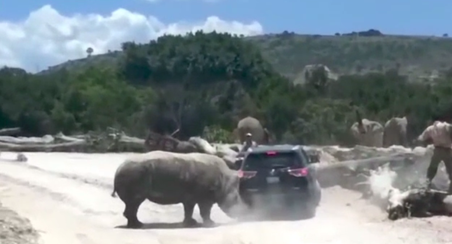 Reacția nervoasă a unui rinocer, după ce câțiva turiști l-au deranjat