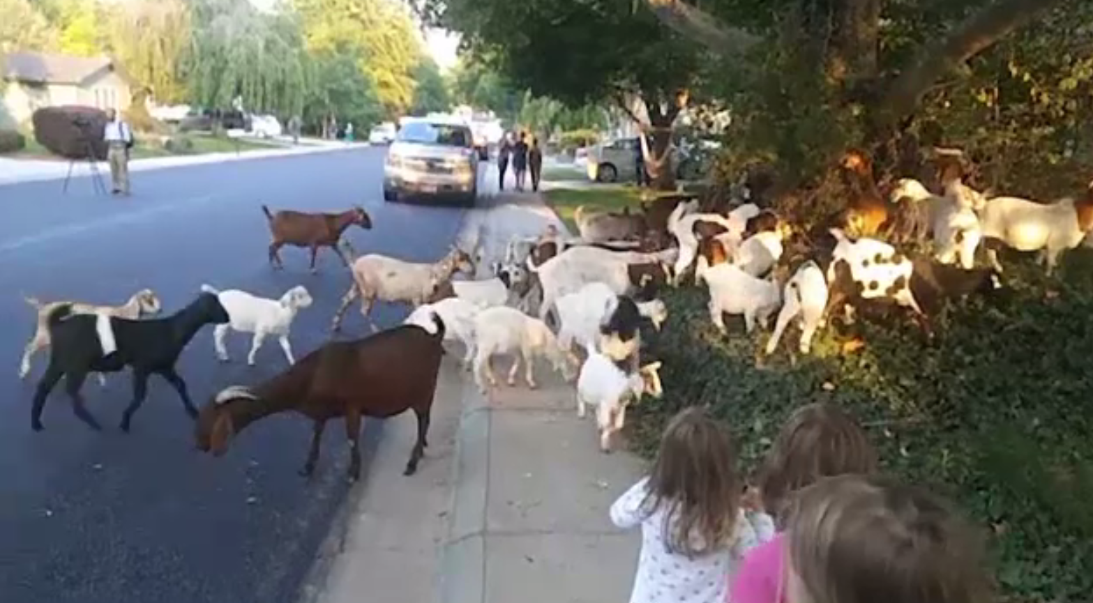 Peste 100 de capre au reușit să scape de la o fermă. Cum au fost surprinse pe străzi