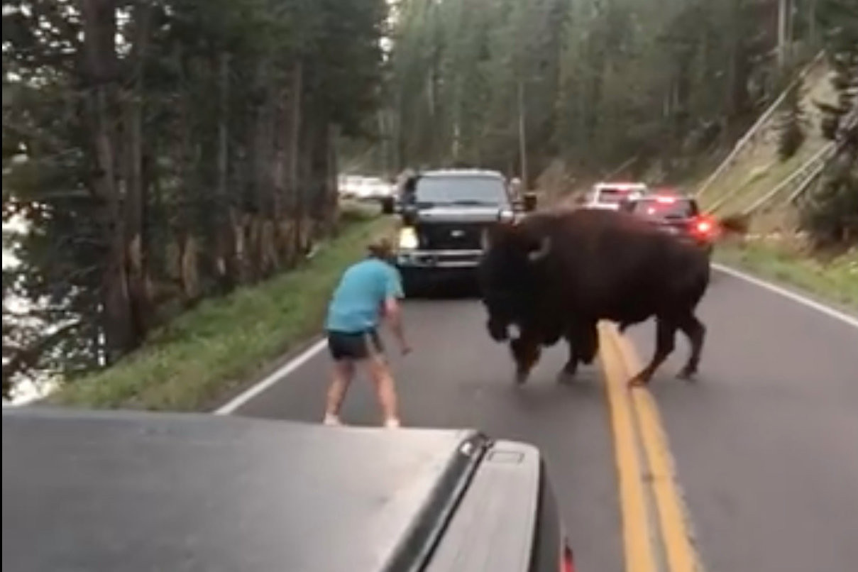 Bărbat filmat în timp ce provoca un bizon în Parcul Yellowstone. VIDEO