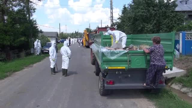 Pesta porcină africană face ravagii în România. Angajați filmați mimând dezinfecția mașinilor