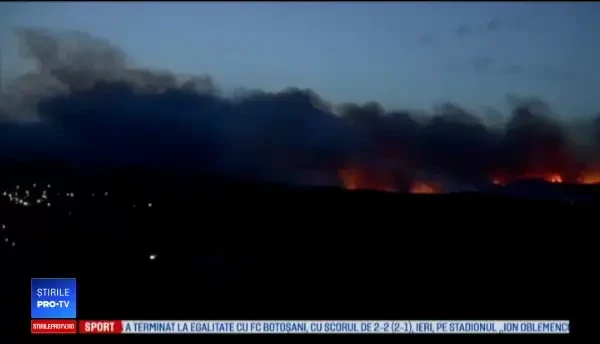 Căldura face ravagii în Europa. Un ren a fost surprins în Norvegia în timp ce se răcorea în mare