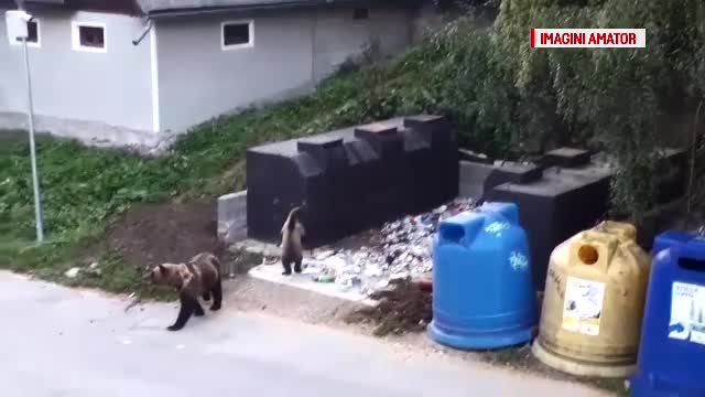 Scene șocante în Băile Tușnad. Doi pompieri voluntari au fost atacați de o ursoaică pe stradă
