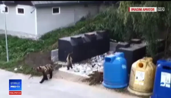 Scene șocante în Băile Tușnad. Doi pompieri voluntari au fost atacați de o ursoaică pe stradă