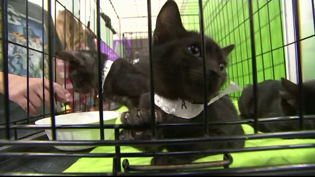 Convenție dedicată iubitorilor de pisici, în California