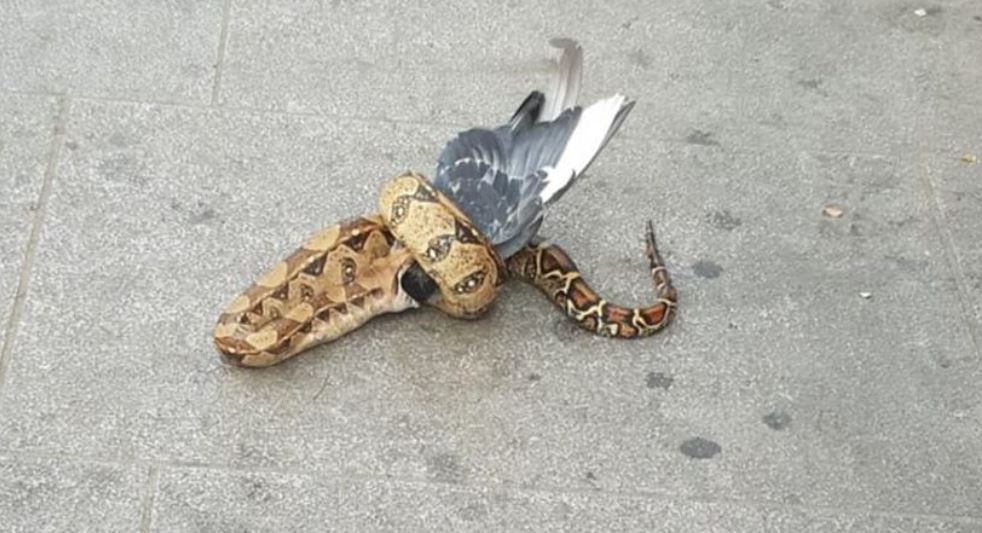 Șarpe Boa filmat în timp ce devora un porumbel. VIDEO