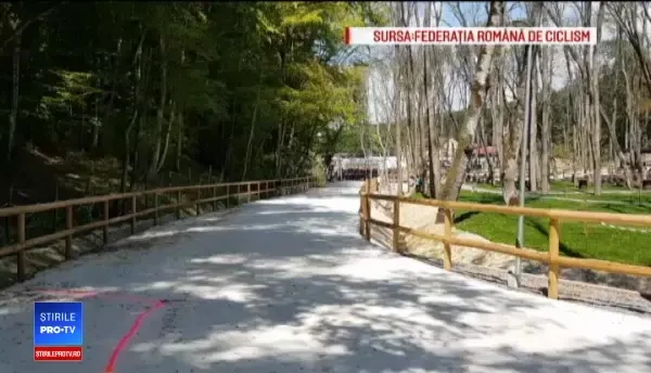 Viespile au devenit extrem de agresive. 2 români, ucişi de insecte, câteva zeci - la spital