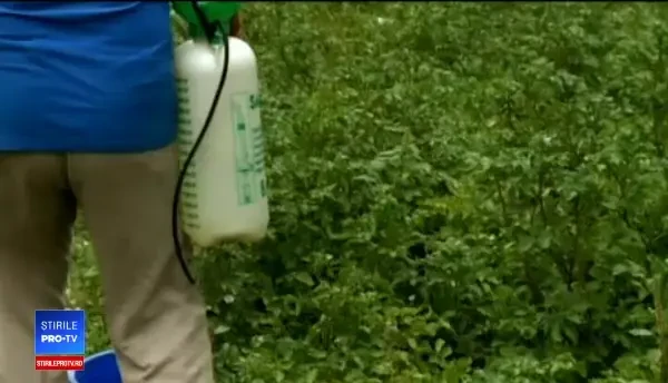 CAMERA ASCUNSĂ. Producătorii de fructe și legume folosesc pesticidele după ureche. Le dau azi şi mâine vin cu ele pe piață