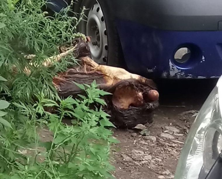 Mumie găsită într-un apartament de bloc. Este al doilea caz de acest fel din oraş