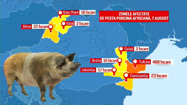Criza pestei porcine s-a ”răspândit” la cultivatorii de porumb. Ordinul dat de Daea