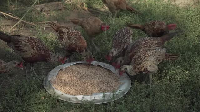 crescatorie de fazani