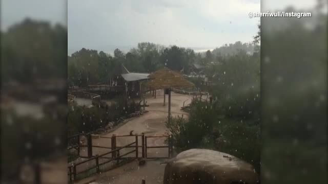 Animale ucise de grindină, la ZOO. 14 vizitatori au ajuns la spital