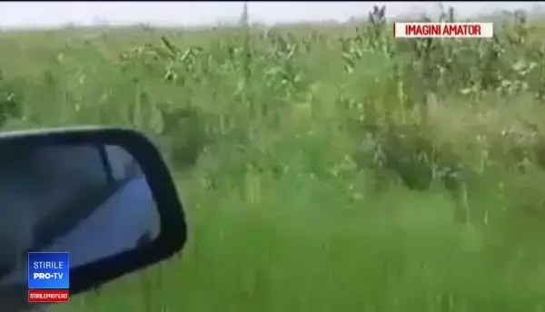 Oamenii îşi ascund porcii din calea autorităților