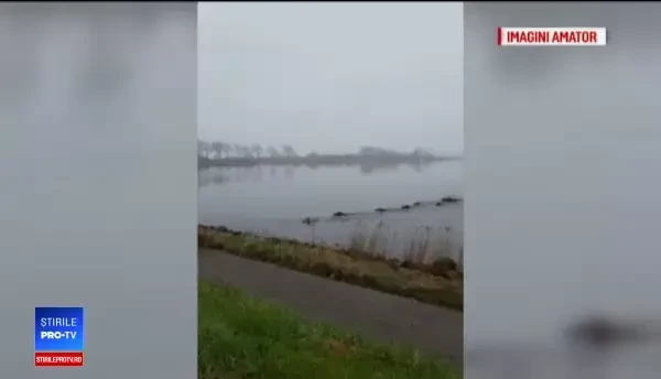 Criza pestei porcine s-a ”răspândit” la cultivatorii de porumb. Ordinul dat de DAEA