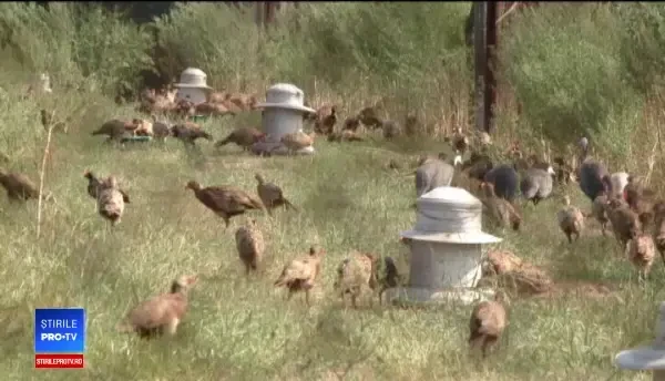 Delicatesa românească care a dispărut în ultimii ani. Restaurantele o aduc din Ungaria